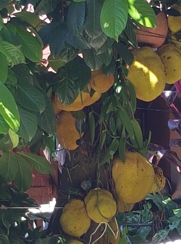 Plat à base de jacquier