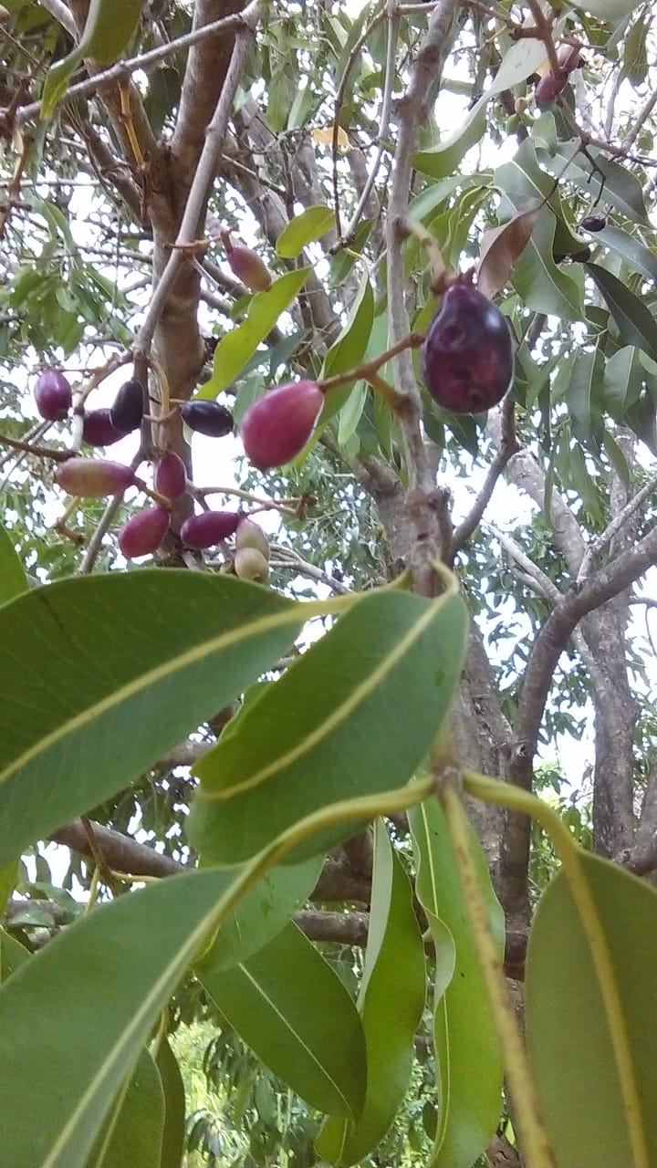 Le Jamblon Fruit De La Réunion Jardin