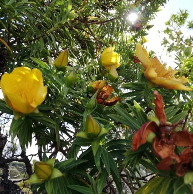 Fleur jaune plante extraordinaire de la Réunion - www.jardin-kreol.com